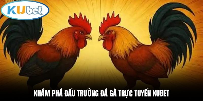 Khám phá đấu trường đá gà trực tuyến Kubet